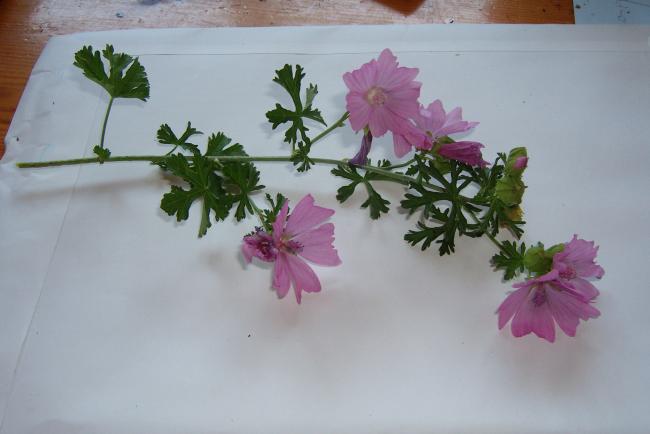 malva-00285021373366273.jpg