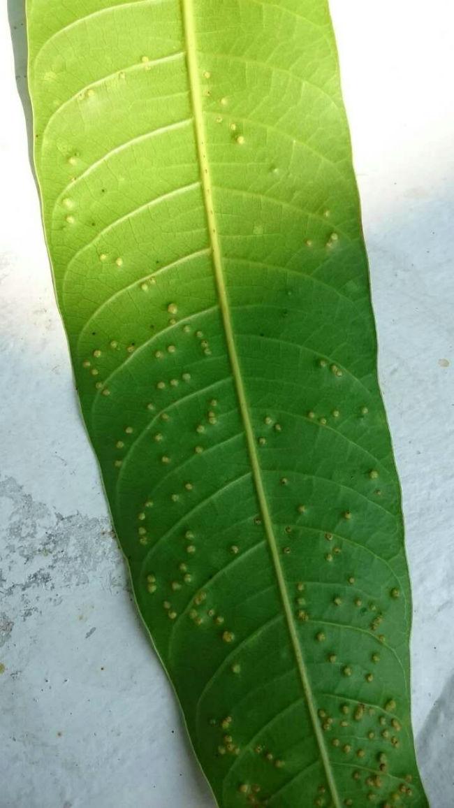 mango-o31011457686944.jpg