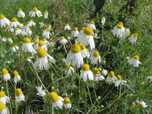 matricaria-recutita-echte-kamille-0283821371155914.jpg