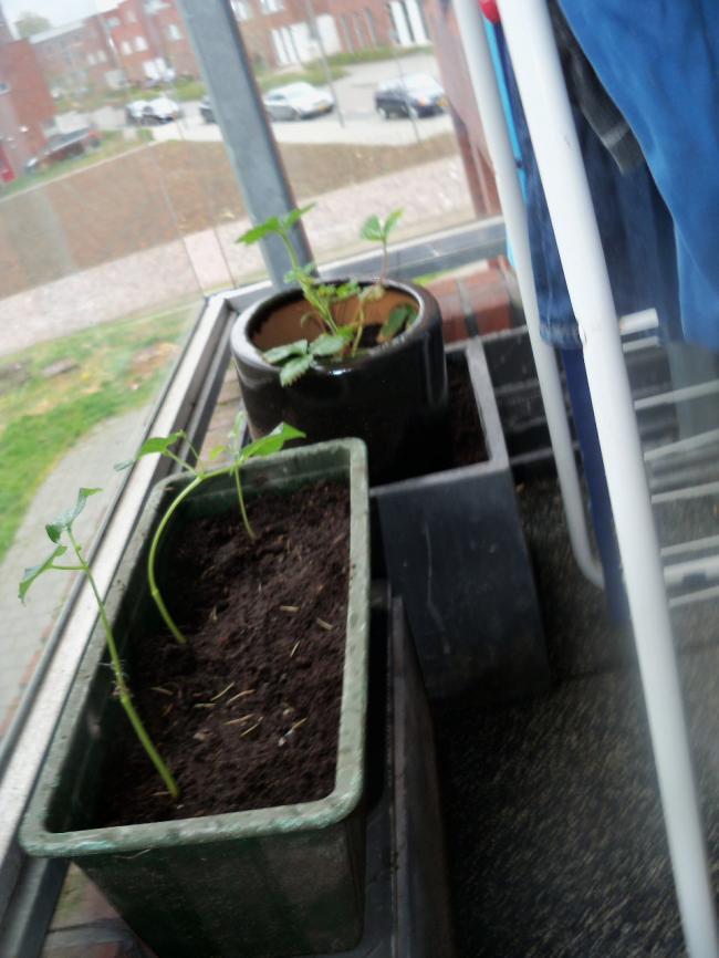 mijn-moestuin-00413381366990842.jpg