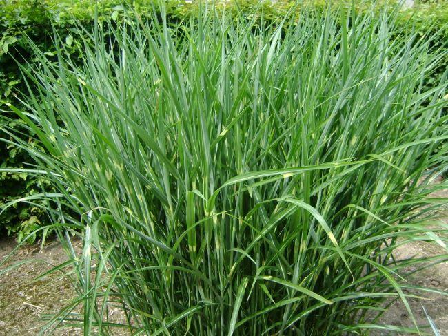 miscanthussinensisstrictusprachtrietchineesriet254771564915033.jpg