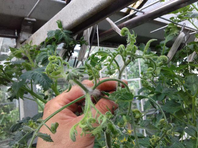 misvormde-koppen-krulblaadjes-tomaten-kas-Pa-143251543501429.jpg