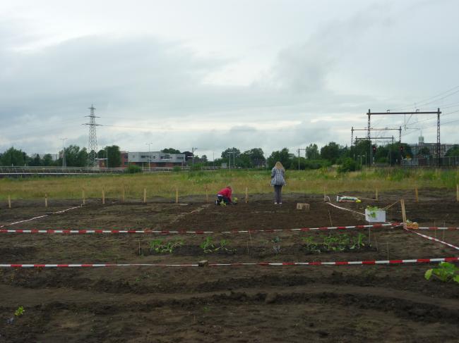 moestuin-00120581361082678.JPG