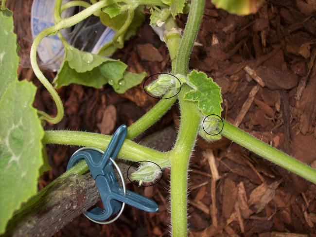moestuin-00164951370689864.JPG