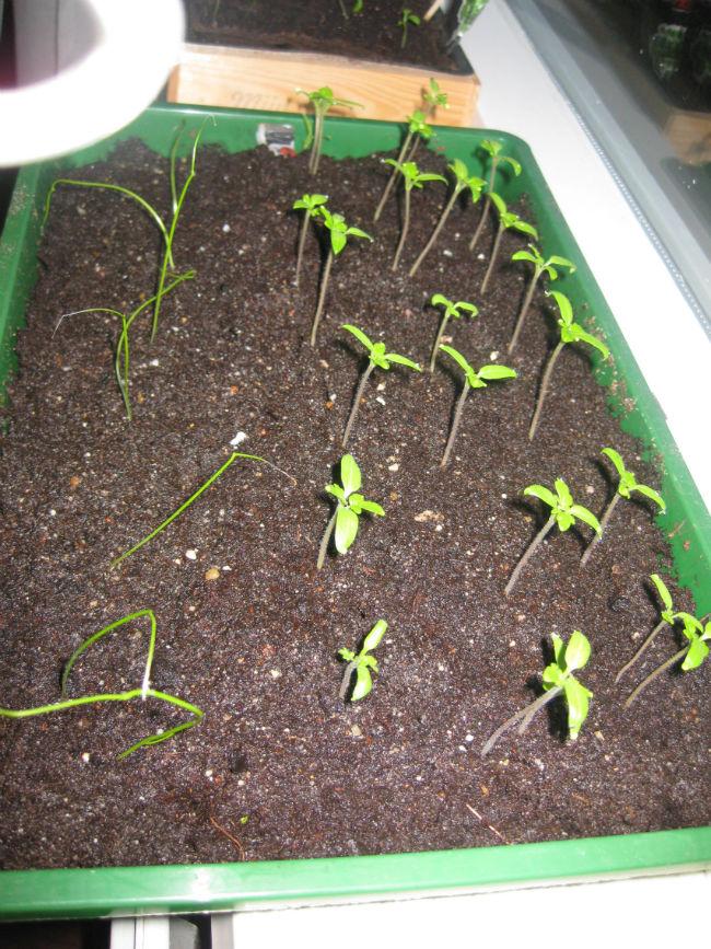 moestuin-00415341423382157.JPG