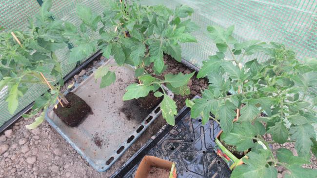 moestuin-00813731368703206.jpg