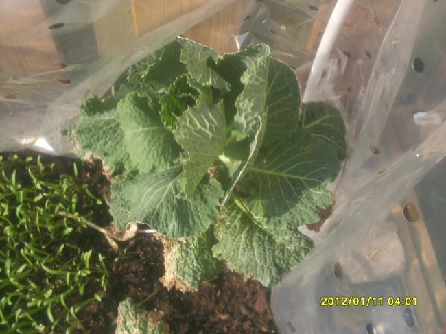 moestuin-01157211332442172.JPG