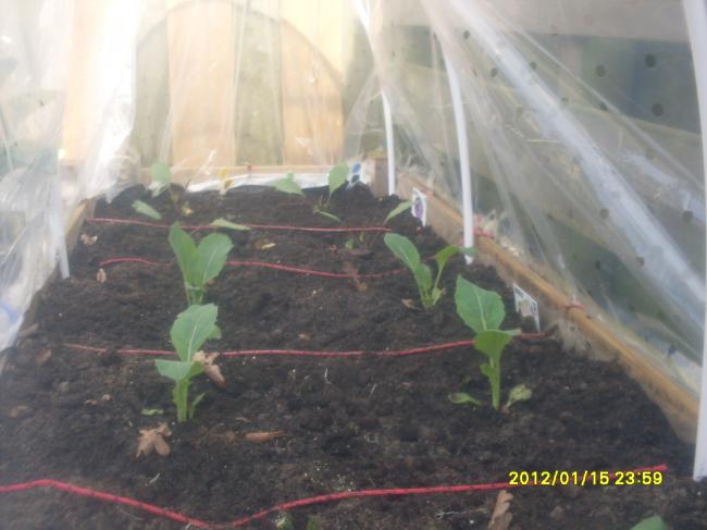 moestuin-01213331332844382.JPG