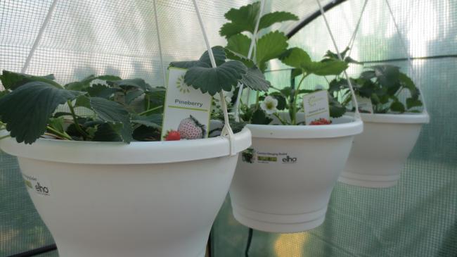moestuin-01223861371109123.jpg