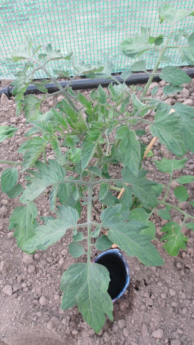 moestuin-01347691368703213.jpg