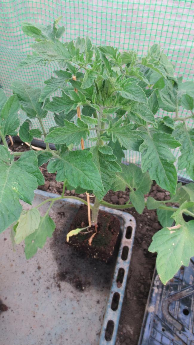 moestuin-01436581368703197.jpg