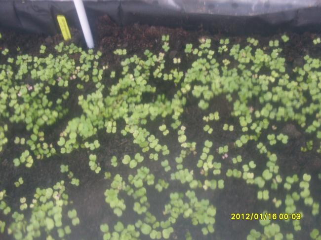 moestuin-01553721332844406.JPG