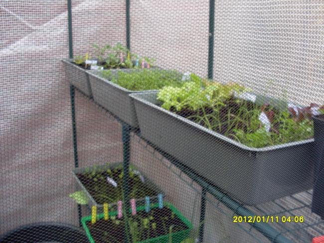 moestuin-01820801332442353.JPG