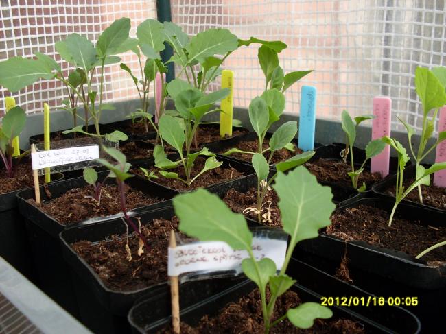 moestuin-01987421332844506.JPG