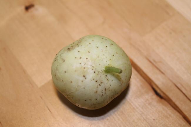 moestuin-03079721375261233.JPG