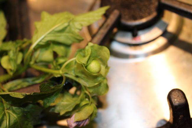 moestuin-03171181375261268.JPG
