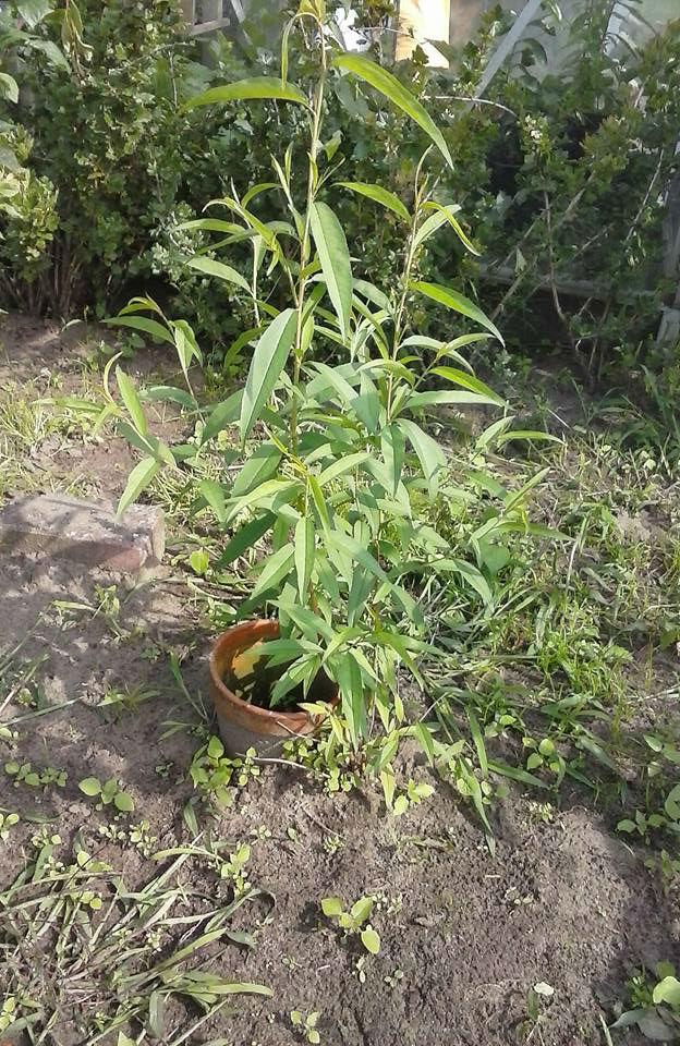 moestuin-1-8-2015-1181501438446748.jpg