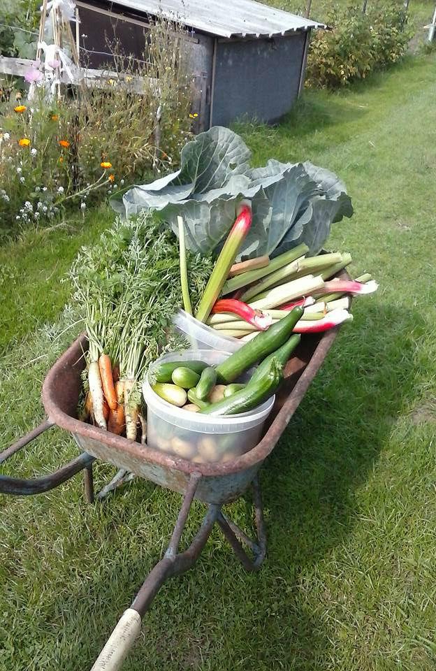 moestuin-1-8-2015-oogst42781438446708.jpg