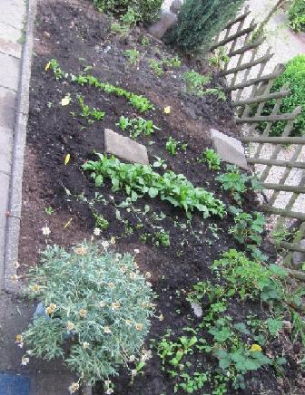 moestuin-2011-245481329301392.jpg