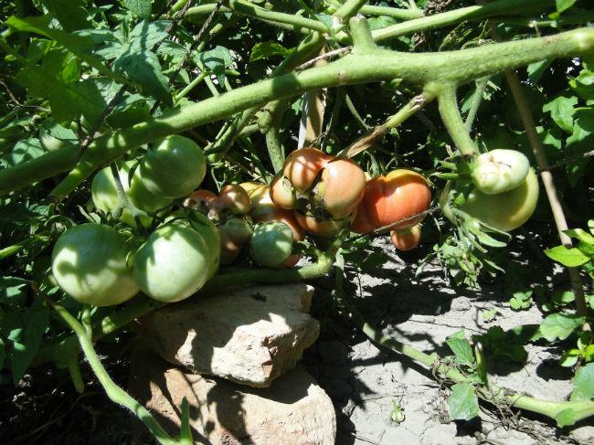 moestuin-en-kips-tuin-06548291376735825.JPG