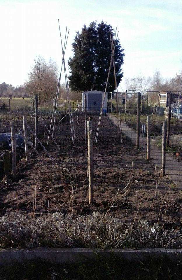 moestuin-na-plaatsen-bonen-palen66741458155908.jpg