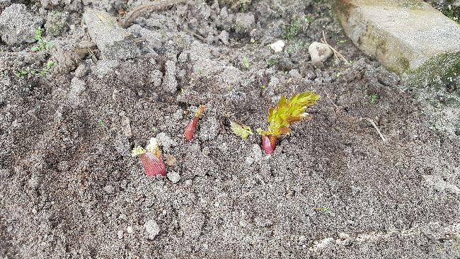 moestuin-wat-zijn-dit-voor-groente74041523541473.jpg