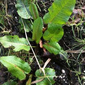 moestuin-zonder-sneeuw-blog0291051359570628.jpg