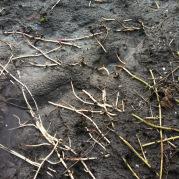 moestuin-zonder-sneeuw-blog0353201359570703.jpg