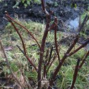 moestuin-zonder-sneeuw-blog0435191359570614.jpg