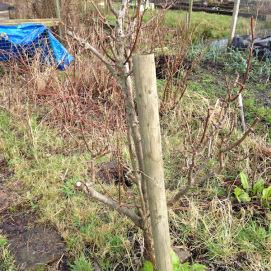 moestuin-zonder-sneeuw-blog0591391359570584.jpg