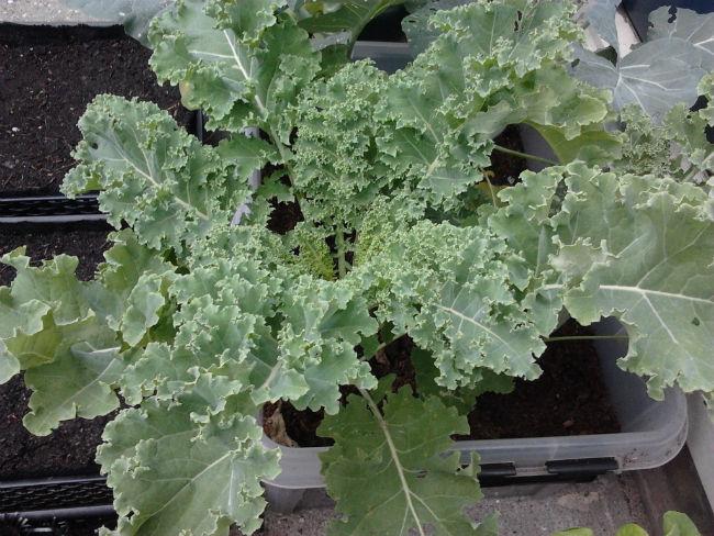 moestuin1023591402772848.jpg