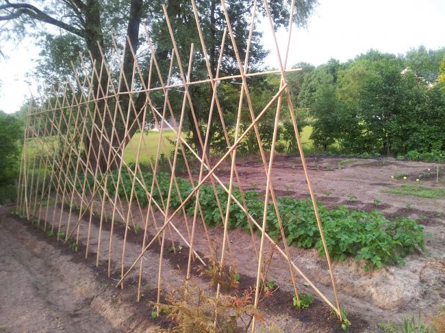 moestuin122641371723261.jpg