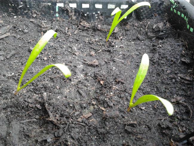 moestuin1296731402772860.jpg