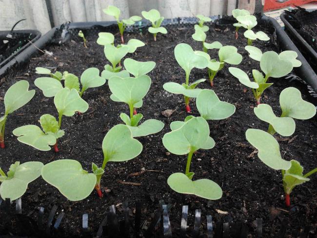 moestuin1342871402772873.jpg