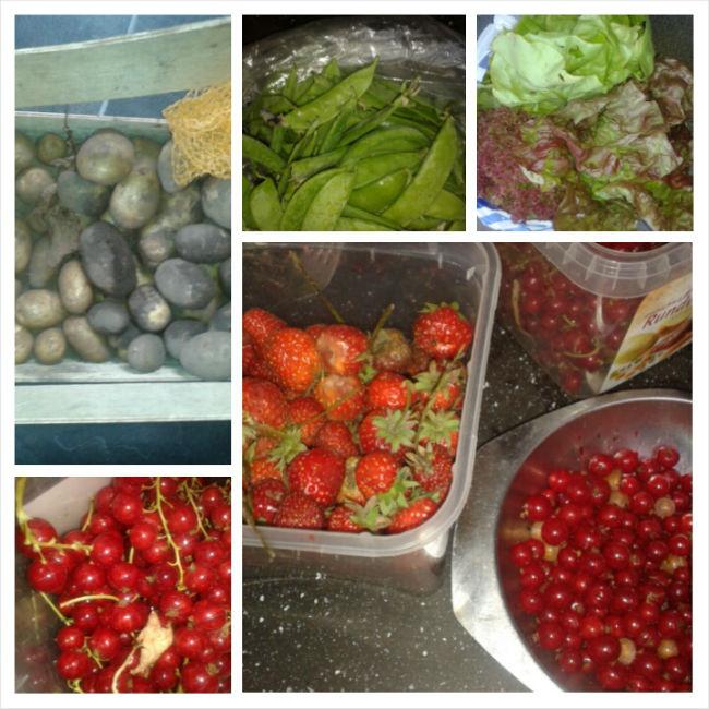 moestuin137421403196090.jpg