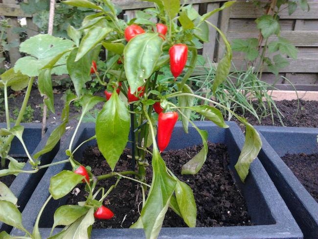 moestuin1538541402772886.jpg
