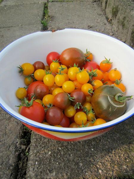 moestuin1718341427098729.jpg