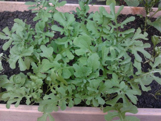moestuin1896131402772897.jpg