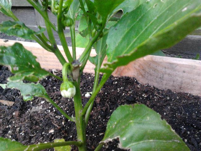 moestuin1915791402772908.jpg
