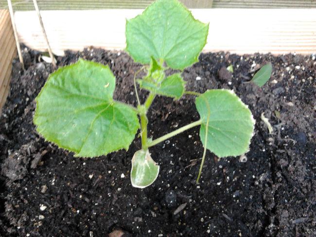 moestuin2012231402772917.jpg