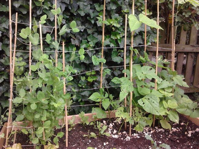 moestuin2328141402772942.jpg