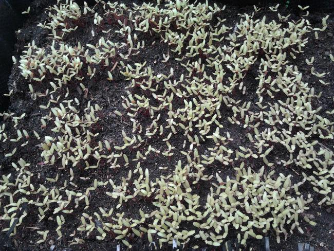 moestuin2586251402772954.jpg
