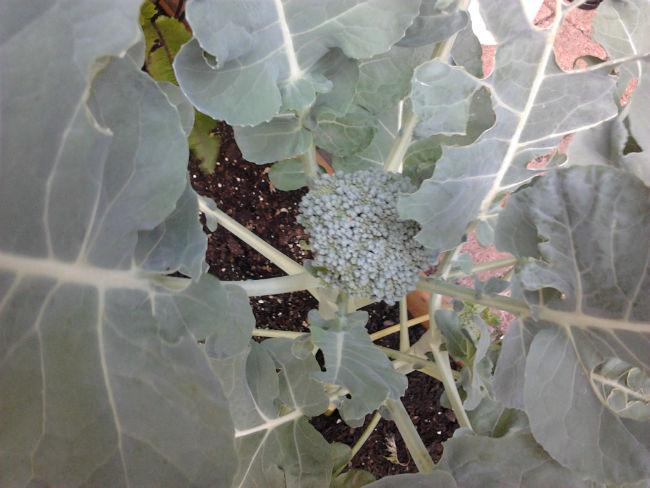 moestuin2699221402772964.jpg