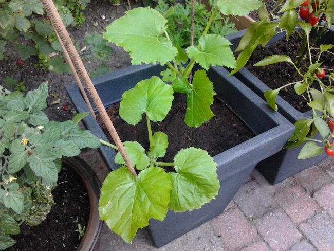 moestuin2772501402772974.jpg