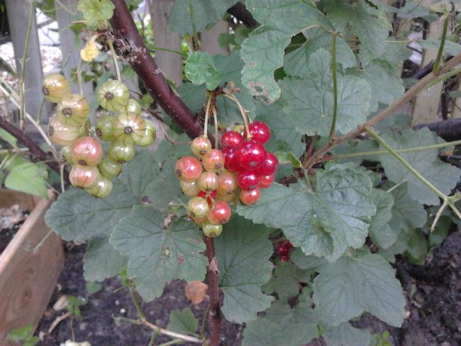 moestuin2839761402772985.jpg