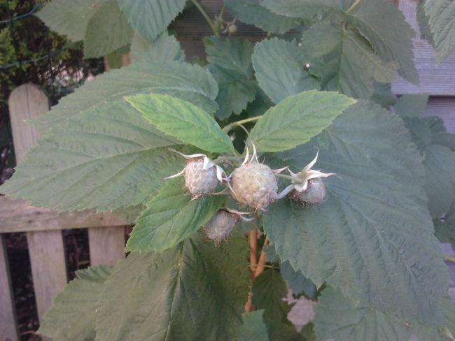 moestuin316121402772823.jpg