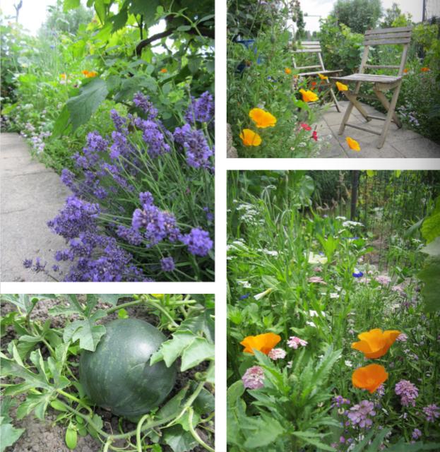 moestuin348021427098559.png