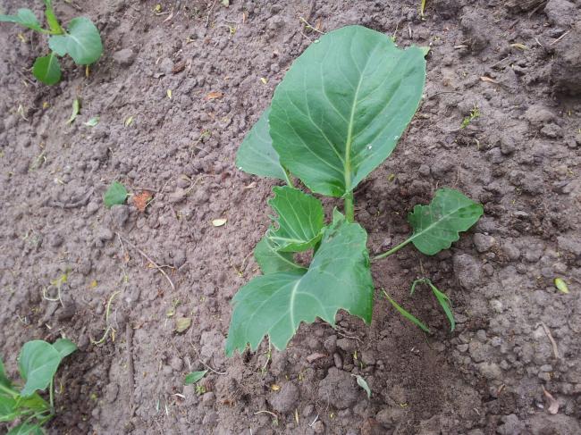 moestuin354721371723285.jpg