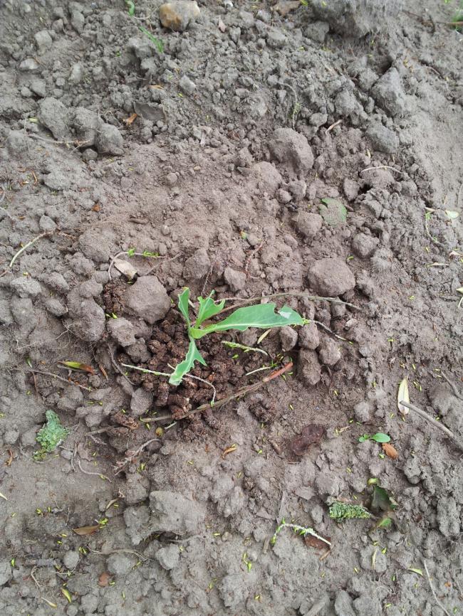 moestuin491311371723298.jpg
