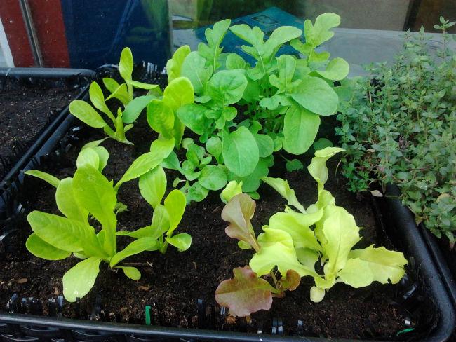 moestuin866311402772837.jpg